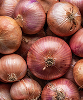 Onion (Kanda)